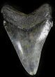 Chubutensis Tooth From NC - Megalodon Ancestor #25371-1